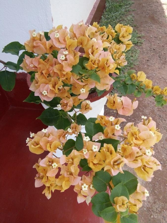 לינה וארוחת בוקר Bentota Orchid House מראה חיצוני תמונה