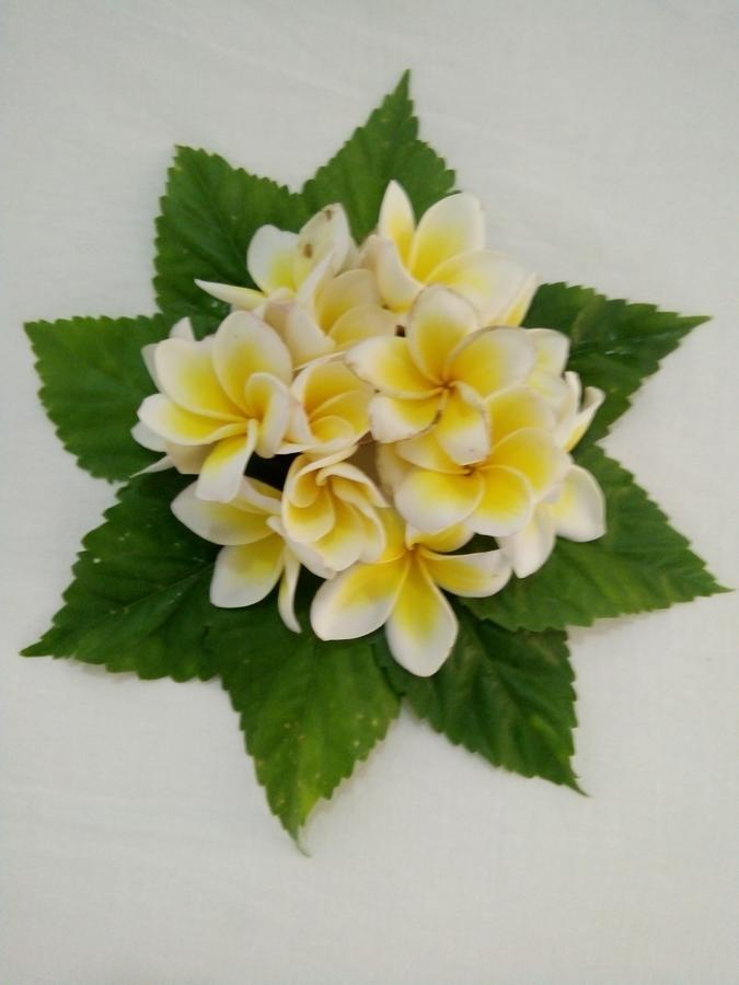 לינה וארוחת בוקר Bentota Orchid House מראה חיצוני תמונה